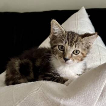 Rescue Domestic Medium Hair Cats for Adoption in Houston, Texas - Foxy | PetCurious