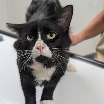Sylvester -  Domestic Short Hair Cat for Adoption in Canton, Illinois - Sylvester | PetCurious