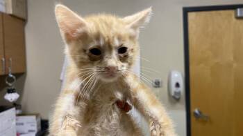 CANDY CORN -  Domestic Medium Hair Cat Available for Adoption in Modesto, California - CANDY CORN | PetCurious