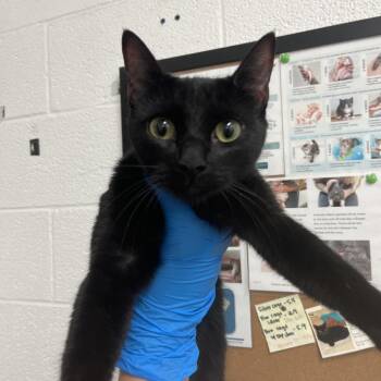 Domestic Short Hair Cats Available for Adoption in Edinburg, Texas - Jebbie | PetCurious