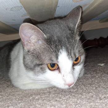 Coco -  Domestic Medium Hair Cat for Adoption in Asheville, North Carolina - Coco | PetCurious