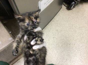 Domestic Short Hair Cats Available for Adoption in Riverside, California - BUTTERCUP | PetCurious