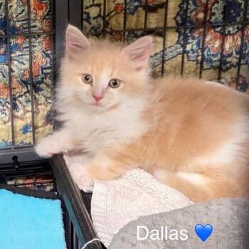 Dallas -  Domestic Medium Hair Cat for Adoption in Peachtree City, Georgia - Dallas | PetCurious