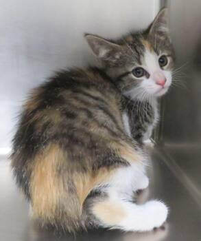 Deedle -  Domestic Short Hair Cat for Adoption in Lexington, Virginia - Deedle | PetCurious