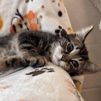 Sir Ham -  Domestic Medium Hair Cat for Adoption in Phoenix, Arizona - Sir Ham | PetCurious