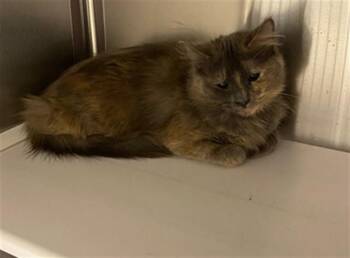 Domestic Medium Hair Cats Available for Adoption - CRYBABY | PetCurious