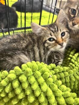 Mocha -  Domestic Short Hair Cat for Adoption in Shawnee, Kansas - Mocha | PetCurious