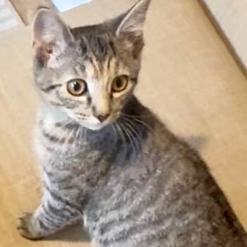 Domestic Short Hair Cats Available for Adoption in Richmond, Virginia - Glenda | PetCurious