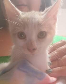 Rescue Domestic Short Hair Cats for Adoption in New York, New York - Cornflake | PetCurious