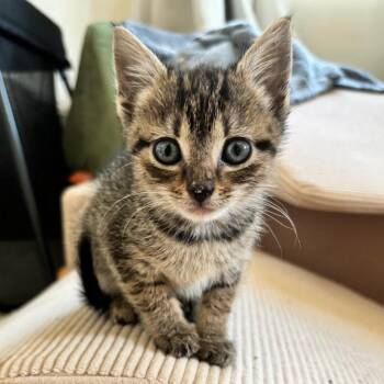 Saturnus -  Domestic Short Hair Cat for Adoption in Fredericksburg, Virginia - Saturnus | PetCurious