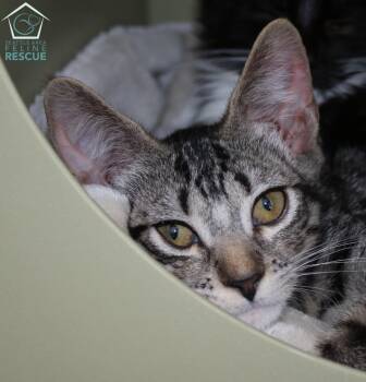 Domestic Medium Hair Cats Available for Adoption - Aloy | PetCurious