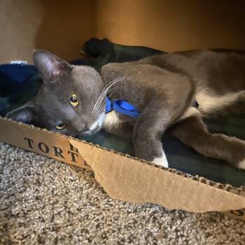 Stache -  Tuxedo Cat for Adoption in Beach Park, Illinois - Stache | PetCurious