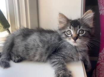 SQUIRT -  Domestic Short Hair Cat for Adoption in Omaha, Nebraska - SQUIRT | PetCurious