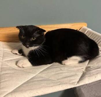 Rescue Scottish Fold Cats for Adoption in Andover, Minnesota - Frank | PetCurious