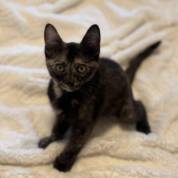 Chai Tea -  Tortoiseshell Cat for Adoption in Fresno, California - Chai Tea | PetCurious