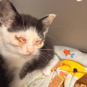 Morgan -  American Shorthair Cat for Adoption in Chattanooga, Tennessee - Morgan | PetCurious