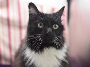 Domestic Long Hair Cats Available for Adoption in Portland, Oregon - Rosie | PetCurious