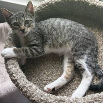 Peeta -  Domestic Short Hair Cat for Adoption in Warwick, Rhode Island - Peeta | PetCurious