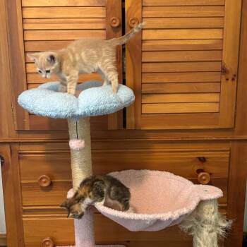 Fawna in Spring Grove, PA -  Domestic Short Hair Cat for Adoption - Fawna In Spring Grove, PA | PetCurious