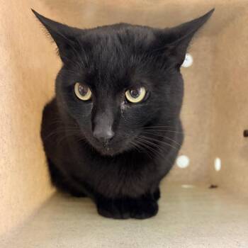 Domestic Short Hair Cats Available for Adoption - Jet | PetCurious