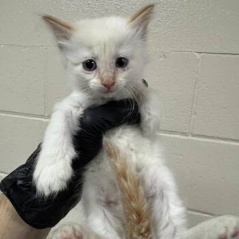 Moria -  Domestic Short Hair Cat for Adoption in Reno, Nevada - Moria | PetCurious
