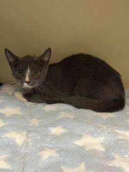 Boy Diggs -  Domestic Short Hair Cat for Adoption in Chamblee, Georgia - Boy Diggs | PetCurious