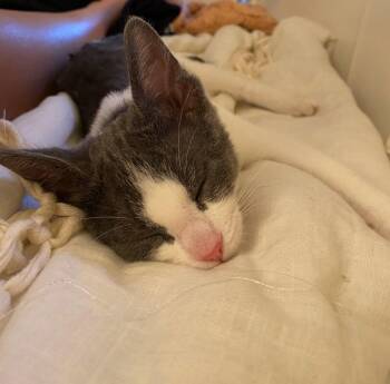 Rescue Domestic Short Hair Cats for Adoption in Redmond, Washington - Jazz Thieves | PetCurious