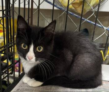 Tuxy -  Domestic Short Hair Cat for Adoption in Apollo, Pennsylvania - Tuxy | PetCurious
