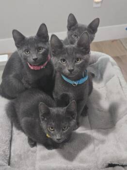 Special Gray -  Domestic Short Hair and Russian Blue Cat for Adoption in Dallas, Texas - Special Gray | PetCurious