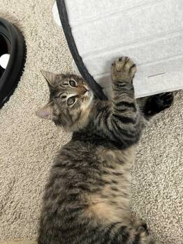 Rescue Tabby Cats for Adoption in Sanford, North Carolina - Stanley | PetCurious