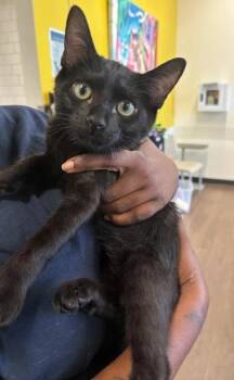 Dale Earnhart - ADOPTED -  Domestic Short Hair Cat for Adoption in Atlanta, Georgia - Dale Earnhart - ADOPTED | PetCurious