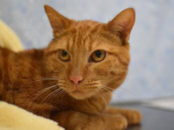 Canelo -  Domestic Short Hair Cat for Adoption in Portland, Oregon - Canelo | PetCurious