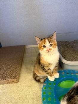 Ruby -  Calico Cat for Adoption in Liverpool, New York - Ruby | PetCurious