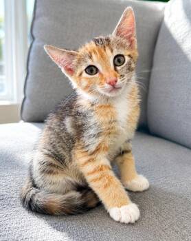 Kerry Gold -  Domestic Short Hair and Tabby Cat for Adoption in Homer Glen, Illinois - Kerry Gold | PetCurious