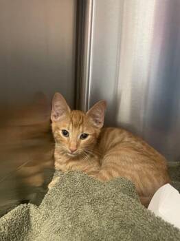 Cheez-It -  Domestic Short Hair Cat for Adoption in Roseville, California - Cheez-It | PetCurious