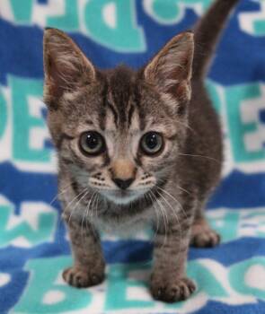 Monkey -  Domestic Short Hair Cat for Adoption in Vacaville, California - Monkey | PetCurious