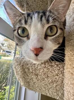 Tabby Cats Available for Adoption - Misty | PetCurious