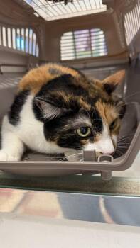Domestic Short Hair Cats Available for Adoption - Mishi | PetCurious
