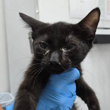 Dickens -  Domestic Short Hair Cat for Adoption in Newark, New Jersey - Dickens | PetCurious
