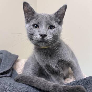 Willow -  Domestic Short Hair Cat for Adoption in Arlington Heights, Illinois - Willow | PetCurious