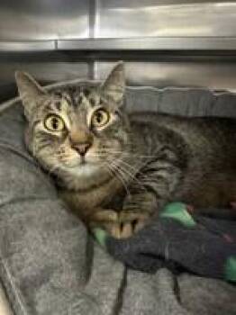 Domestic Short Hair Cats Available for Adoption in Manitowoc, Wisconsin - Lily | PetCurious