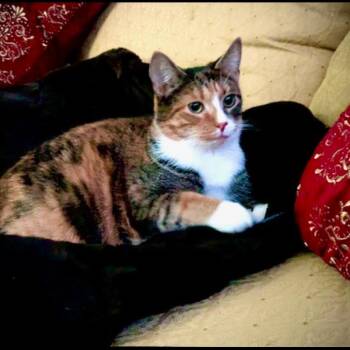 Domestic Medium Hair Cats Available for Adoption - Mariana | PetCurious