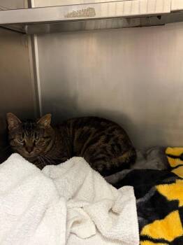 Domestic Short Hair Cats Available for Adoption in Liverpool, New York - Durwood | PetCurious