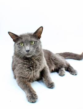 Domestic Short Hair Cats Available for Adoption in Morton Grove, Illinois - Fable | PetCurious