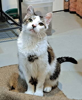 Rescue Domestic Short Hair Cats for Adoption in Amelia, Ohio - Bane | PetCurious
