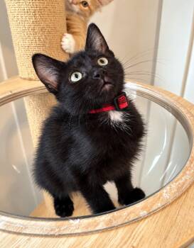 Howard -  Domestic Short Hair Cat for Adoption in Millcreek, Utah - Howard | PetCurious