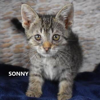 Sonny -  Domestic Short Hair Cat for Adoption in Yuma, Arizona - Sonny | PetCurious