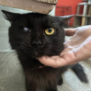 Pachee -  American Shorthair Cat Available for Adoption in Guaynabo, Guaynabo - Pachee | PetCurious