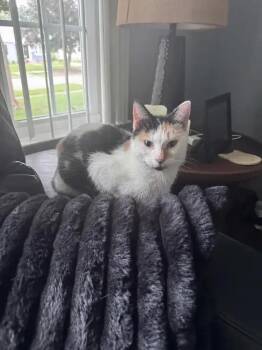 Princess -  Domestic Short Hair Cat for Adoption in Wyoming, Michigan - Princess | PetCurious