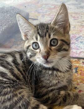 Rescue Domestic Short Hair Cats for Adoption in Othello, Washington - Ersa | PetCurious